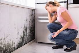 Best Mold Prevention Services  in St Cloud, FL